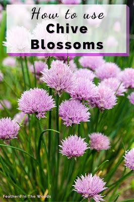 Chive Flowers Recipe, Drying Chives, Chive Plant, Flowers In The Kitchen, Chive Flowers, Flowers Recipes, Growing Chives, Chive Seeds, Chives Plant