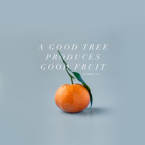 ''By their fruit you will recognize them. Do people pick grapes from thornbushes, or figs from thistles? Likewise, every good tree bears good fruit, but a bad tree bears bad fruit.'' (Matthew 7:16-17) Bad Fruit, Fruit Quotes, Tree Quotes, Bible Translations, Bible Study Tools, Beautiful Fruits, Orange Fruit, Best Fruits, Christian Living