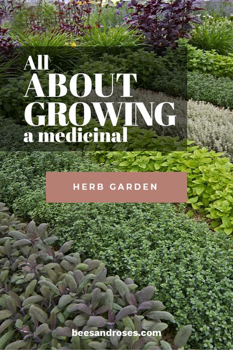 All About Growing A Medicinal Herb Garden ~ Bees and Roses Herb Remedies, Medicinal Herb Garden, Homesteading Recipes, Medicine Garden, Herbal Garden, Small Herb Gardens, Garden Layouts, Growing Garden, Medicinal Herbs Garden