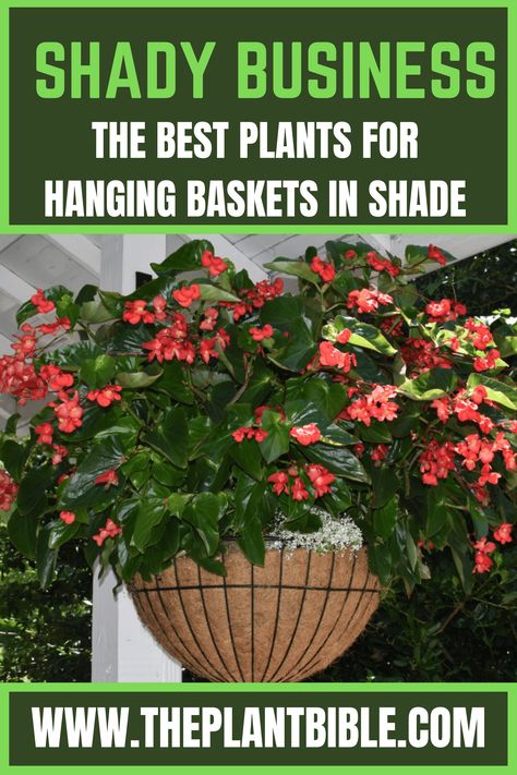 Best Plants for Hanging Baskets in Shade Potted Plants For Shade, Planters For Shade, Hanging Planters Outdoor, Plants That Like Shade, Shade Loving Flowers, Best Plants For Shade, Hanging Ferns, Hanging Plants Outdoor, Plants Under Trees