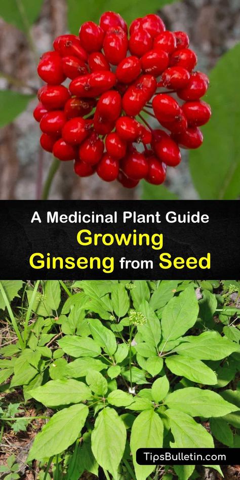 Discover how to grow your own ginseng plants (Panax quinquefolius) by planting ginseng seeds indoors and outside in the garden. Growing ginseng takes patience, and it’s vital to plant them in a wild-simulated environment to encourage germination and root development. #howto #grow #ginseng #seed Ginseng Growing, Herb Farming, Growing Ginseng, Ginseng Plant, Cash Crops, Siberian Ginseng, Wild Herbs, Vegetable Benefits, Moonshine Recipes