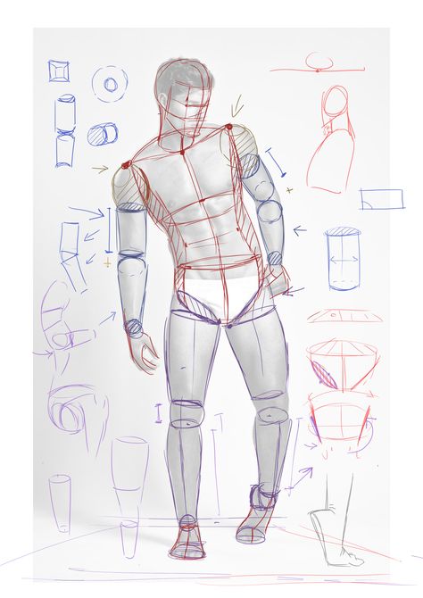 Male Anatomy Guidelines, Figure Drawing Tutorial, Human Body Drawing, Human Figure Sketches, Anatomy Tutorial, Human Anatomy Drawing, Body Drawing Tutorial, Human Figure Drawing, Human Anatomy Art