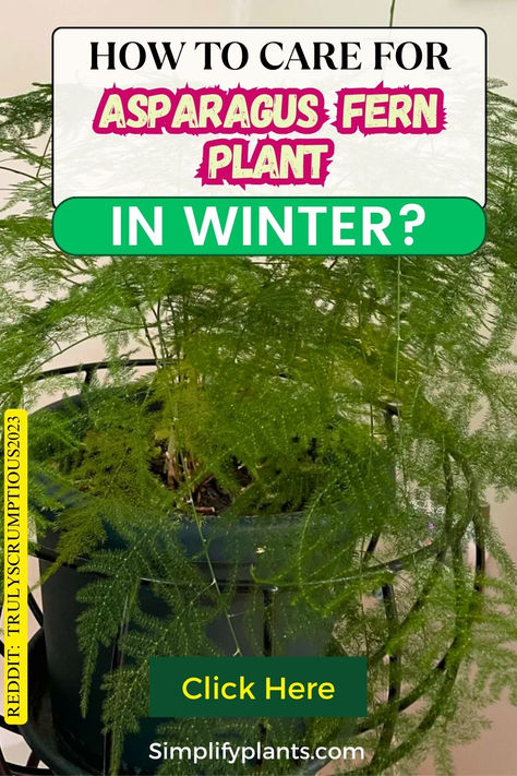 Discover essential winter care tips for your Asparagus Fern! Learn how to  properly care for your indoor and outdoor ferns, including Asparagus  Setaceus and Asparagus Densiflorus. Find out when to bring your Asparagus  Ferns indoors during winter and the best practices for overwintering.  Explore effective strategies for growing Asparagus and keeping your  Asparagus Plant healthy in winter. How To Over Winter Ferns, Asparagus Fern Indoors, Asparagus Fern Care, Outdoor Ferns, Asparagus Setaceus, Asparagus Densiflorus, Fern Care, Growing Asparagus, Ferns Care