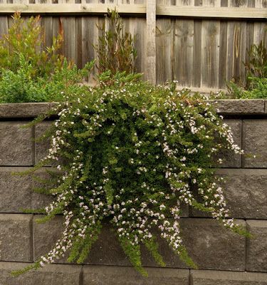 Creeping Boobialla Creeping Boobialla, Australian Native Garden, Garage Roof, Front Gardens, Landscape Inspiration, Garden Inspo, About Plants, Native Garden, Roof Garden