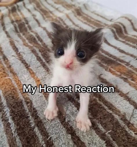 King Orange, My Honest Reaction, Honest Reaction, Tiny Kitten, Mahō Shōjo, Silly Cats Pictures, Silly Animals, Cute Memes, Funny Cute Cats