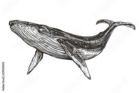 Humpback Whale Tattoo, Whale Sketch, Marine Tattoo, Whale Pictures, Whale Drawing, Whale Tattoos, Stippling Art, Shark Tattoos, Black And White Art Drawing