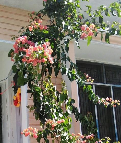 Peach colour bougainvillea double Peach Bougainvillea, Peach Colour, Bougainvillea, Plants, Flowers