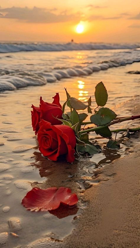 Rose Rouge Aesthetic, Photo Rose, Red Roses Wallpaper, Wallpaper Cantik, Flowers Photography Wallpaper, Photo Art Frame, Lovely Flowers Wallpaper, Wallpaper Nature Flowers, Pretty Landscapes