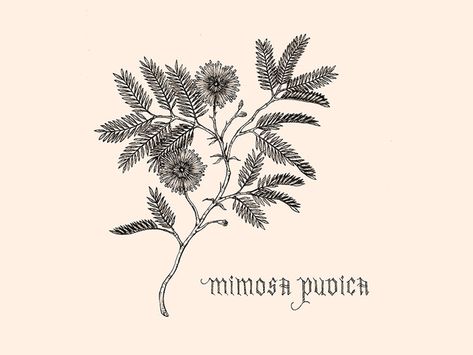 Makahiya Plant, Mimosa Plant, Mimosa Pudica, Cute Thigh Tattoos, Plant Tattoo, Irezumi Tattoos, Plant Drawing, Dream Tattoos, Little Tattoos