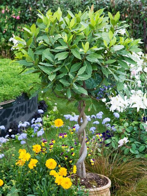 Bay tree - I just picked fresh leaves off my parents' bay tree yesterday to season blackbeans. YUM and beautiful. This is an article about how to braid bay trees. ~ET Bay Leaf Plant, Bay Leaf Tree, Bay Trees, Urban Gardening Ideas, Bay Laurel, Laurus Nobilis, Bay Tree, Garden Restaurant, Hardscape Design