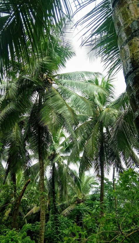 Mornings in kerala 🌴 Kerala Snap, Tree Snap, Bacopa Monnieri, Beautiful Creatures, Kerala, Plants, Quick Saves