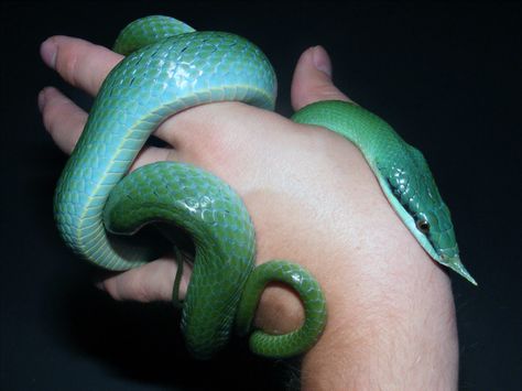 Rhino Rat Snake, Rat Snake, Reptile Room, Amphibians, Snakes, Rats, Reptiles, Cute Animals, Pet