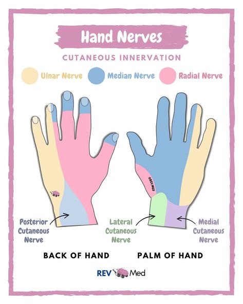 Afferent And Efferent Nerves, Hand Nerves, Radial Nerve, Ulnar Nerve, Median Nerve, Hands Drawing, Medical Jobs, Drawing Room Interior Design, Back Of Hand