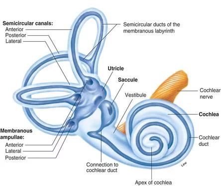 Structure of the Inner Ear Vestibular Activities, Proprioceptive Input, Sensory Seeker, Bilateral Coordination, Sensory Disorder, Vestibular System, Cognitive Psychology, Sensory Diet, Motor Planning