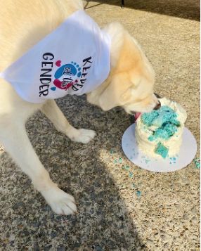 Dog Gender Reveal Cake Recipe, Gender Reveal Including Dog, Dog Friendly Gender Reveal Cake, Gender Reveal Cake For Dogs, Gender Reveal Ideas Using Dogs, Gender Reveals With Dogs, Gender Reveal Ideas Dog, Dog Gender Reveal Cake, Dog Gender Reveal Ideas