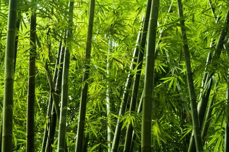 Bamboo clothing is making a name for itself, but how sustainable is it? Just because it comes from a plant doesn’t automatically make it eco-friendly. Giant Bamboo, Tropical Shower Curtains, Tropical Showers, Bamboo Trees, Growing Bamboo, Climbing Hydrangea, Growing Vines, Painted Bamboo, Living Fence