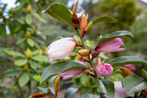 The 18 Best Trees For Pots In Australia [+Images] Best Trees For Pots, Trees For Pots, Potted Trees Patio, Trees In Pots, Australian Trees, Baby Orange, Flamingo Flower, Small Shrubs, Perennial Shrubs