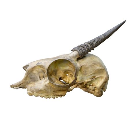 Male Antelope Skull 3D models download,and view in VisionPro, Meta Quest - Freecreat Antelope Skull, Herbivorous Animals, Forehead Hair, Apple Vision Pro, Dik Dik, Shark Hat, Stone Chimney, Vision Pro, Sharks Funny