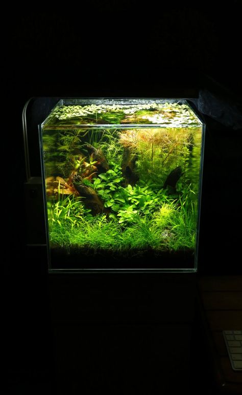 30cm Cube Aquascape, Cube Aquascape, Klein Aquarium, Freshwater Aquascape, Aquascape Inspiration, Aqua Scaping, Betta Aquarium, Fresh Water Fish Tank, Nano Aquarium