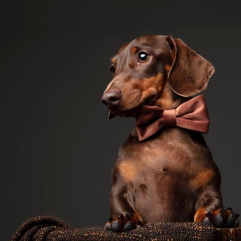 Daschund Photoshoot, Dachshund Photoshoot, Daschund Puppies, Brown Dachshund, Doodle Bug, Adorable Creatures, Portraits Art, Dachshund Mom, Animal Portraits Art