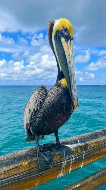 4,800+ Pelican On Pier Stock Photos, Pictures & Royalty-Free Images Pelican Pictures, Pelican Photos, Family Stock Photo, Technology Photos, Aerial Video, Fall Background, Video Artist, Science Photos, Photo Calendar