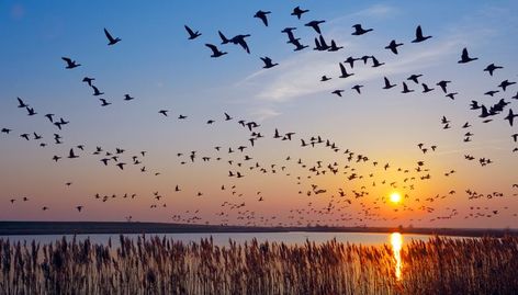 Silhouette Scenery, Sky Gazing, Bird Migration, Migratory Birds, Different Birds, Bird Hunting, How To Attract Birds, Majestic Animals, Heart Tree