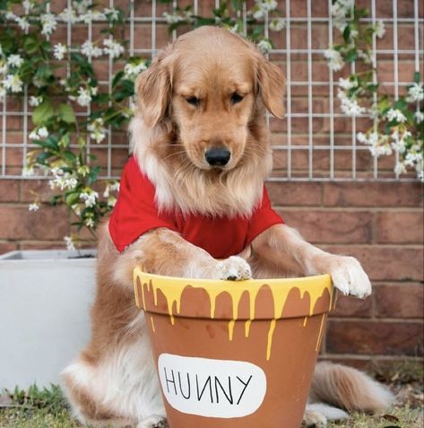 Pooh Bear Dog Costume, 2 Dog Costume Ideas, Halloween Dog Costume Golden Retriever, Golden Retriever Halloween Costume Funny, Halloween Costume With Golden Retriever, Dog Costumes Golden Retriever, Golden Retriever Puppy Halloween Costume, Dog Halloween Costumes Golden Retriever, Halloween Costumes For Golden Retrievers