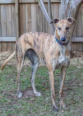 Foster a Rescue Greyhound: Lessons to Learn | Australian Dog Lover - Initially #Greyhound Lauren adopted from #Sydney #GreyhoundRescue was quite intrigued by her own reflection. Now she’s not the least bit interested! Rescue Greyhound, Greyhound Dogs, Animals Reference, Australian Dog, Greyhound Rescue, Grey Hound Dog, Rescue Dogs, Animal Welfare, Whippet