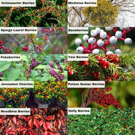 10 Poisonous Berries to Beware Of (With Chart) Poison Berries, Poisonous Berries, Cherry Plant, Edible Wild Plants, Virginia Creeper, Berry Plants, Poisonous Plants, Save Your Life, Invasive Species