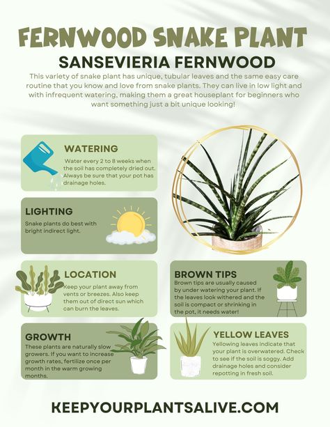 Plant Knowledge, Snake Plant Indoor, Garden Notes, Low Water Plants, Plant Care Guide, Snake Plant Care, Snake Plants, Household Plants, Plant Care Houseplant