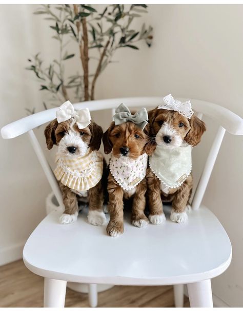 Puppy Photoshoot Ideas For Sale, Christmas Puppy Photoshoot, Puppy Picture Ideas To Sell, Puppy Litter Photoshoot Ideas, Puppy Picture Ideas, Puppy Easter Basket, Puppy Photoshoot Ideas, Cute Puppy Photos, Urban Dog