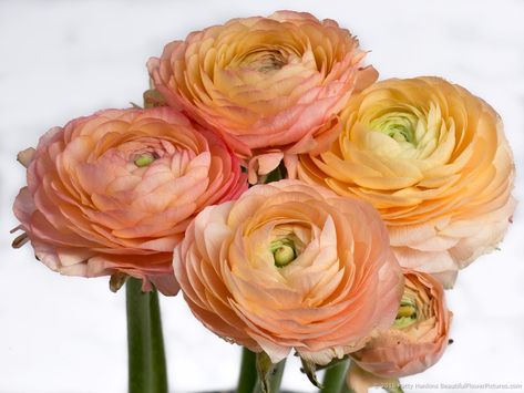 Peach Ranunculus | Patty Hankins ... Ranunculus Bridal Bouquet, Ranunculus Painting, Ranunculus Centerpiece, Ranunculus Wedding Bouquet, Ranunculus Arrangement, Ranunculus Garden, Ranunculus Asiaticus, Ranunculus Boutonniere, Ranunculus Wedding