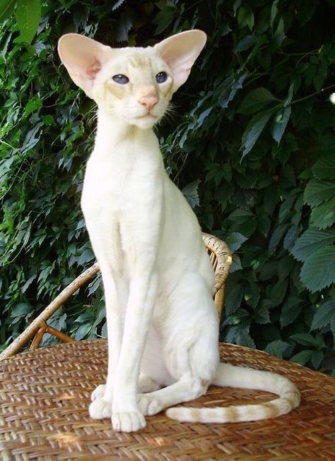 oriental shorthair breed cat kitty kitten long haired fluffy soft cute aesthetic adorable short haired for allergic owners Gato Sphynx, Kuching, Cat Pose, Animale Rare, Pretty Animals, Warrior Cat, Cute Creatures, Warrior Cats, Pretty Cats