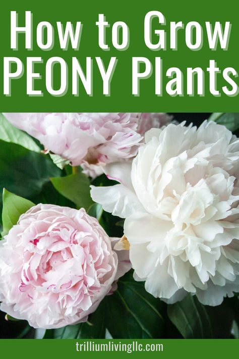 White and pink Peony flowers with text overlay: How to Grow Peony Plants How To Grow Peonies, Grow Peonies, Texas Backyard, Peonies Wallpaper, Peony Bush, Planting Peonies, Growing Peonies, Flowers Growing, Peonies And Hydrangeas