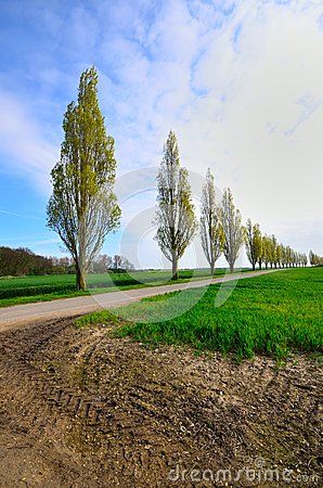 Poplar Tree Landscaping, Tree Landscaping, Poplar Tree, Outdoor Trees, Landscape Trees, Driveway, Stock Photography, The Row, Golf Courses