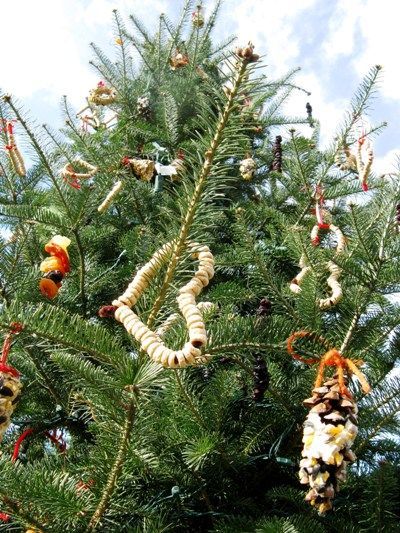 Easy project for making colorful and edible decorations for your winter evergreen trees.  Lucky birds!  Hollow out oranges, string cereal and berries and mold tiny birdseed rings. Outdoor Xmas Tree, Winter Bird Feeders, Outdoor Christmas Tree Decorations, Bird Seed Ornaments, Edible Decorations, Flea Market Gardening, Outdoor Christmas Tree, Outdoor Trees, Diy Bird Feeder