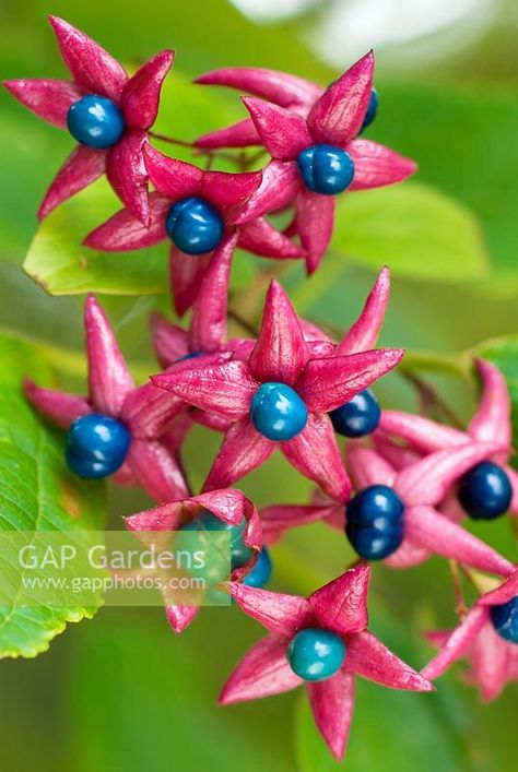 Harlequin Glorybower Harlequin Glorybower, Stunning Flowers, Pink Petals, Flower Bed, Dry Clay, Backyard Ideas, Flower Beds, Cactus, Novelty Christmas