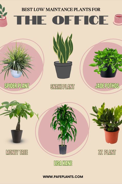 Best office plants