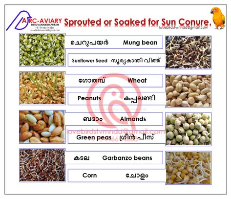 Sun Conure Food Diet. Parrot Diet, African Lovebirds, Parrot Food, Conure Parrots, Sun Conure, Food Chart, Bird Aviary, Parrot Cage, Bird Care