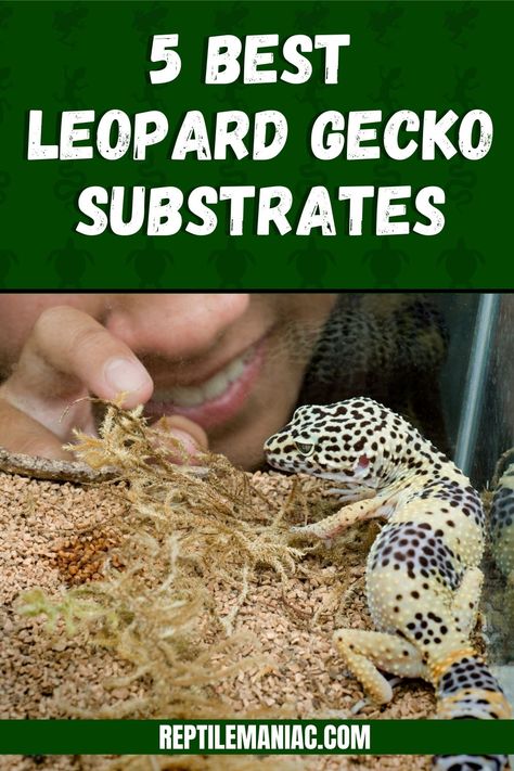 Learn the 5 best leopard gecko substrates and 3 you should avoid! Natural Leopard Gecko Tank, Leapord Gecko Habitat Ideas Diy, Leopard Gecko Safe Plants, Leopard Gecko Substrate, Leopard Gecko Feeding Schedule, Leopard Geckos Habitat Ideas, Leopard Gecko Bioactive, Cute Leopard Gecko Tank Ideas, Leopard Gecko Habitat Ideas