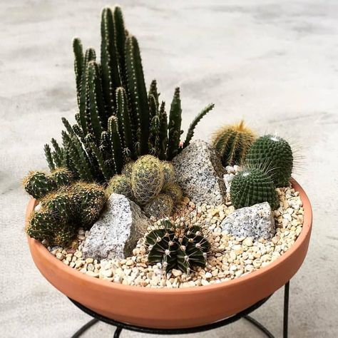 Indoor Cactus Garden, Cactus Garden Design, Mini Cactus Garden, Indoor Cactus Plants, Kaktus Dan Sukulen, Cactus Arrangement, Cactus House Plants, Cactus Terrarium, Succulent Garden Design