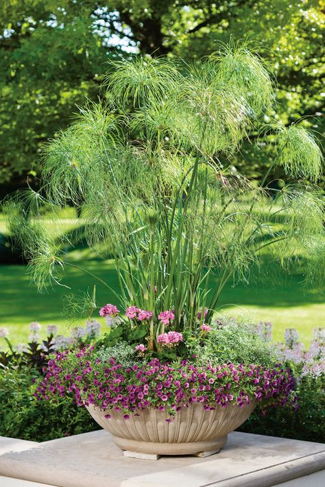 Cyperus Papyrus, Pink Geranium, Light Purple Flowers, Colorful Succulents, Grasses Garden, Low Maintenance Garden, King Tut, Mediterranean Garden, Decorations Ideas