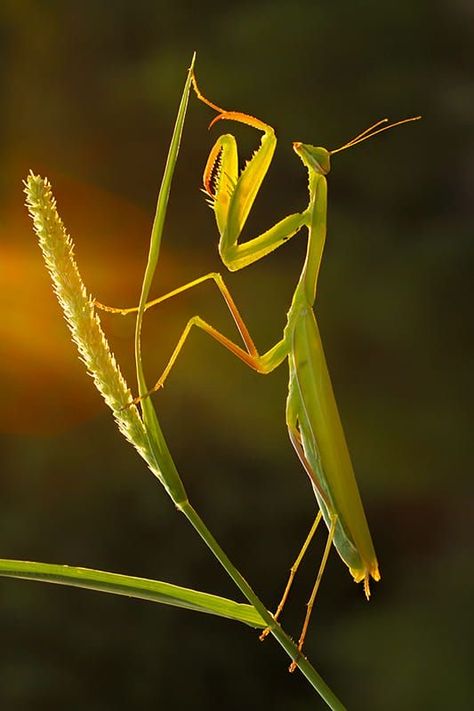 Mantis Marvel, Mantis Tattoo, Forest Bugs, Amazing Insects, Macro Photography Insects, Into Video, Insect Tattoo, Insect Photography, Golden Green