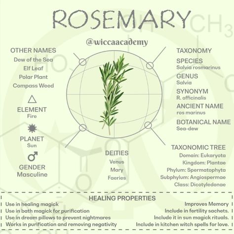 Magickal herb called Rosemary Rosemary In Witchcraft, Witchcraft Rosemary, Rosemary Witchcraft Uses, Rosemary Witchcraft, Alchemical Art, Apothecary Ideas, Magical Kitchen, Magick Herbs, Medical Plants