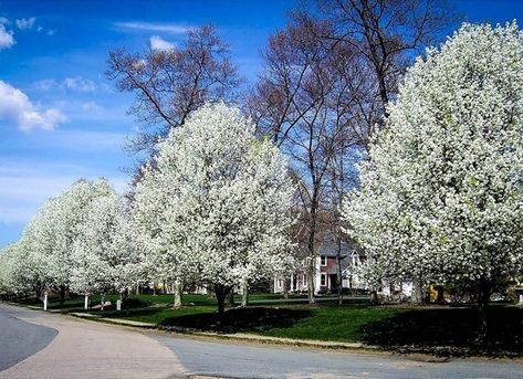 Bright flowers and colorful foliage are the easiest ways to amp up your curb appeal. If you're in a rush to get things growing, try one of these fast-blooming varieties to add instant charm to your facade. fast grower Ornamental Pear Tree, Flowering Pear Tree, Trees For Front Yard, Pear Trees, Fast Growing Plants, Pear Tree, Ornamental Trees, Home Landscaping, Magical Garden