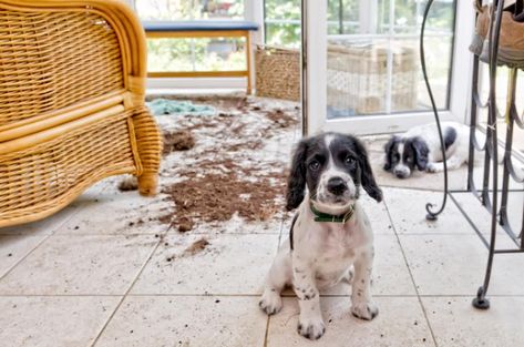 Puppy-Proofing Tips for Your Home And Yard – American Kennel Club Dog Mess, Petit Basset Griffon Vendeen, Puppy Proofing, National Puppy Day, Safe Cleaning Products, Puppy Photos, American Kennel Club, Olivia Wilde, Little Puppies