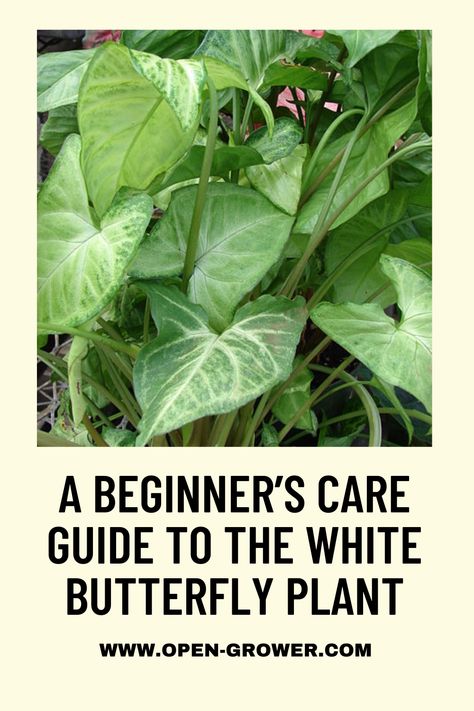 A Beginner’s Care Guide to the White Butterfly Plant White Butterfly Plant, Syngonium White Butterfly, Arrowhead Vine, Holly Plant, Butterfly Plant, Syngonium Podophyllum, Different Kinds Of Flowers, Arrowhead Plant, Butterfly Plants