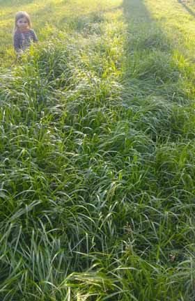 SWEETGRASS (Hierochloe odorata) plants and dried leaves Dirt Therapy, Wheel Garden, Backyard Goals, Witch's Garden, Medicine Garden, Chicken Manure, Backyard Plants, Witch Garden, Basket Case