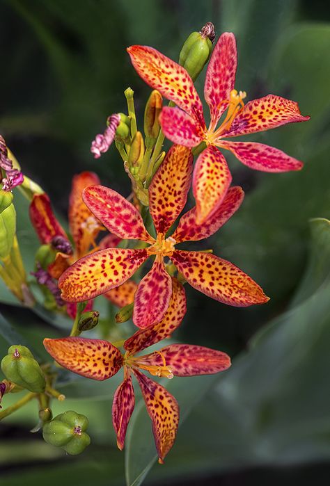 Leopard flower: Iris domestica [Family: Iridaceae]; formerly Belamcanda chinensis - © Cindy Dyer Blackberry Photography, Blackberry Flower, Blackberry Lily, Blue Passion Flower, Lily Seeds, Leopard Flower, Lily Garden, Unusual Flowers, Beautiful Orchids