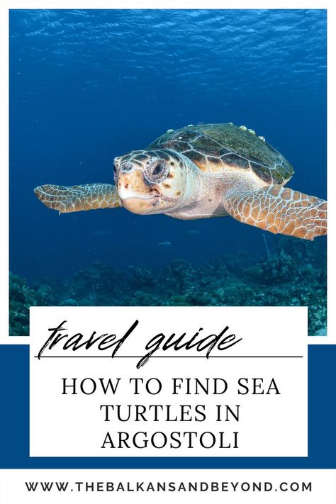 How to Find Beautiful Sea Turtles in Argostoli, Kefalonia | Sea Turtles | Argostoli | Kefalonia | Greece | Where to find Sea Turtles | Sea Turtles Europe | When to find Sea Turtles in Argostoli | Sea Turtles in Europe | Loggerhead Turtles | Sea Turtle conservation | Things to do in Argostoli | Sea Turtles in Greece Kefalonia Greece, Greek Sea, Turtle Conservation, Instagram Places, Greece Travel Guide, Europe Trip Itinerary, Greece Vacation, Visiting Greece, Europe Travel Guide